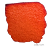 Japonica Scarlet